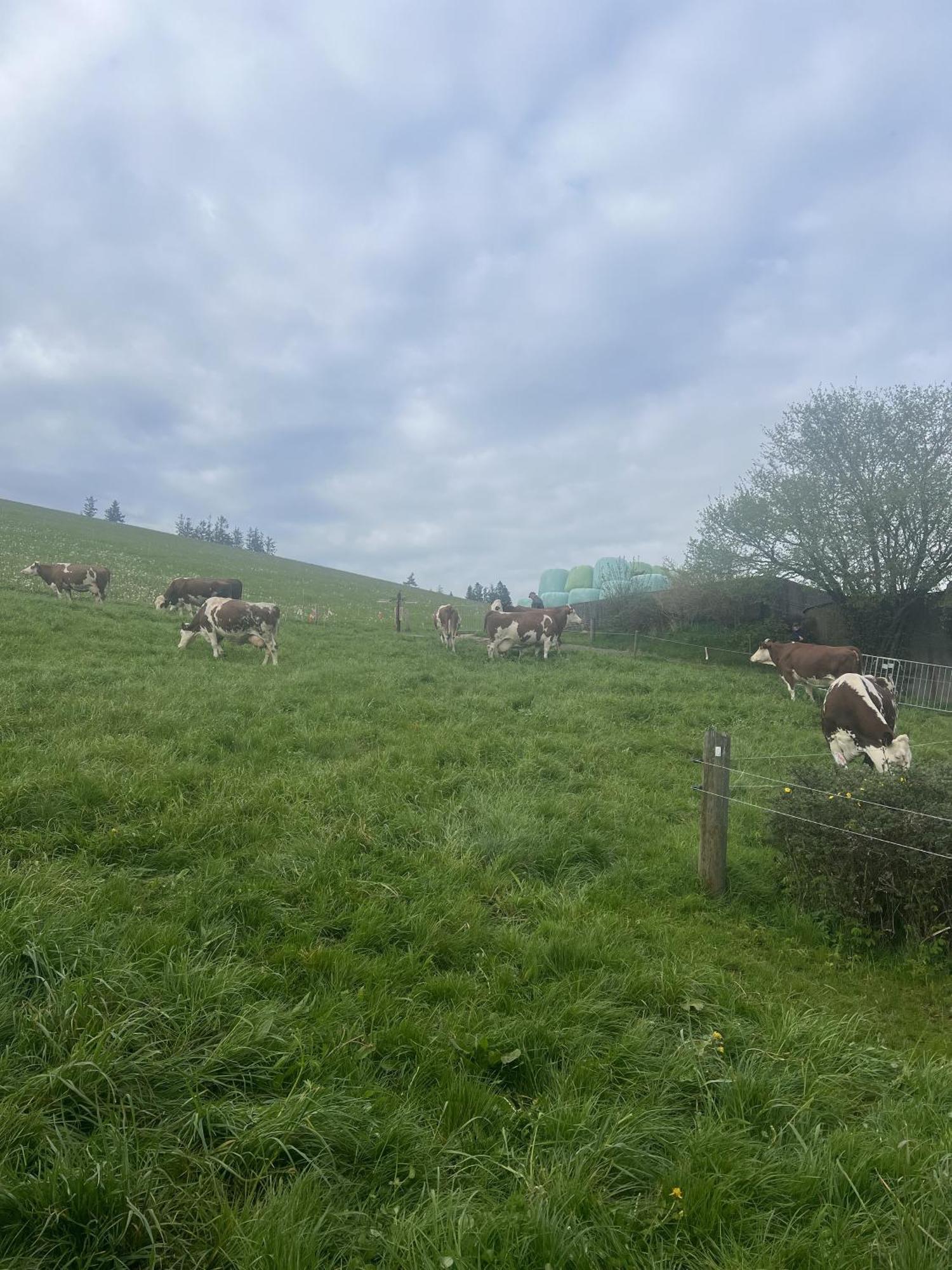 Kapellenhof Ferienwohnungen Triberg im Schwarzwald Zewnętrze zdjęcie